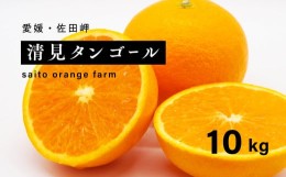 【ふるさと納税】【先行予約】Saito Orange Farmの清見タンゴール10kg ｜ 柑橘 みかん ミカン フルーツ  果物 愛媛　※離島への配送不可