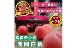 【ふるさと納税】＜市場にほぼ出回らない浅間白桃＞人気品種指定ギフト3年連続TV出演話題ブランド2024年7月中旬発送【1465254】