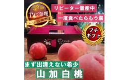 【ふるさと納税】＜まず出逢えない気品高い山加白桃＞人気品種指定ギフト3年連続TV出演話題ブランド2024年7月下旬〜【1465316】