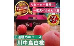 【ふるさと納税】《王道硬めのエース川中島白桃》人気品種指定ギフト3年連続TV出演話題ブランド2024年8月上旬発送【1465325】