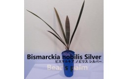 【ふるさと納税】ビスマルキアノビリスシルバー　Bismarckia nobilis Silver_栃木県大田原市生産品_Bear‘s palm