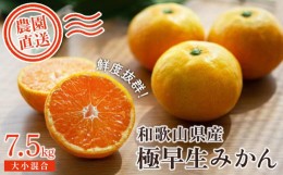 【ふるさと納税】極早生みかん 7.5kg 大小混合 《ご家庭用》ちょっと訳あり【先行予約】和歌山県より農園直送！まごころ産直みかん【北海