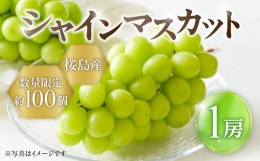 【ふるさと納税】2024年8月お届け先行予約！【桜島産】シャインマスカット　1房　K260-001_01