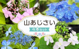 【ふるさと納税】＜山あじさい 4本セット＞翌月末迄に順次出荷