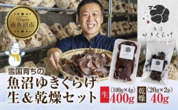 【ふるさと納税】国産 生 きくらげ 100g×4パック 計400g 乾燥 きくらげ 20g×2パック 計40g 小分け 栄養豊富 無農薬 無添加 オーガニッ