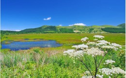 【ふるさと納税】【八島湿原 ぐるっとウォーク】〜花と生きものたちとの出会い　癒やしの湿原めぐり〜ツアー参加券２名様分／八ヶ岳登山