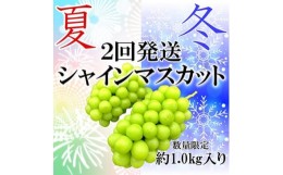 【ふるさと納税】＜発送月固定定期便＞山梨市産シャインマスカット定期便 約1.0kg 全2回【4008889】