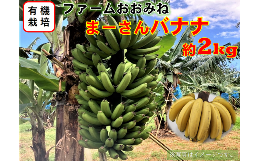 【ふるさと納税】「希少価値の高い有機栽培」やんばる東村産まーさんバナナ（約2kg）2024年6月頃発送開始予定