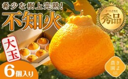 【ふるさと納税】不知火 希少な樹上完熟！ 秀品大玉 6個入 (約2kg)　【2025年2月下旬頃より発送】【KT2】