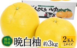 【ふるさと納税】晩白柚Lサイズ2玉入り 約3kg 八代特産品 ばんぺいゆ 柑橘