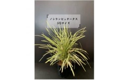 【ふるさと納税】ノシランビッタータス　5号サイズ(15cm)2本セット【1449625】