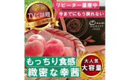 【ふるさと納税】＜もっちりカリカリ不思議な幸茜＞人気品種指定ギフト3年連続TV出演話題ブランド2024年8月中旬発送【1465332】