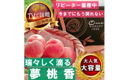 【ふるさと納税】＜瑞々しく滴る次世代を担う夢桃香＞人気品種指定ギフト3年連続TV出演話題ブランド2024年6月下旬〜【1465416】