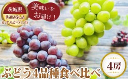 【ふるさと納税】No.605 【先行予約】ぶどう4品種食べ比べ【茨城県共通返礼品 かすみがうら市】 ／ 旬 新鮮 葡萄 ブドウ 果物 フルーツ 