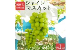 【ふるさと納税】紀州和歌山産 シャインマスカット 約1kg ※2024年8月中旬〜9月下旬頃に順次発送 ※日付指定不可 ぶどう ブドウ 葡萄 マ