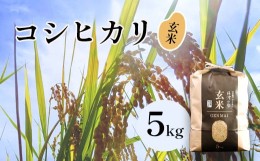 【ふるさと納税】【令和6年産】新米 減農薬コシヒカリ 玄米 5kg 【 米 コシヒカリ こしひかり 5キロ 玄米 こめ コメ お米 おこめ 農家直