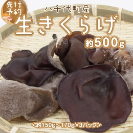 【ふるさと納税】【先行予約　2024年6月以降発送】八千代町産 生きくらげ 約 500g (約 150g 〜 170g × 3パック ） キクラゲ 木耳 きのこ