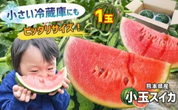 【ふるさと納税】スイカ 王国 熊本 ！ 小玉 すいか 1玉 ｜果物 くだもの フルーツ すいか スイカ 西瓜 小玉 熊本県産 【 4月 〜 6月 発送