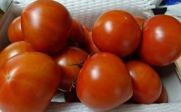 【ふるさと納税】農業王国豊橋の『高糖度フルーツトマト麗（れい）』１kg