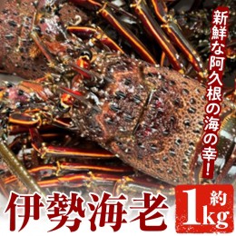 【ふるさと納税】伊勢海老(約1kg) 国産 阿久根市 伊勢海老 海老 エビ えび イセエビ 海鮮 海産物 海の幸 刺身 新鮮 急速冷凍【松永青果】