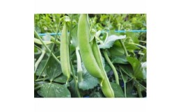 【ふるさと納税】農家人が選んでお届けする「にし阿波の旬野菜詰合せ」　4〜5品【1432165】