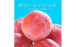 【ふるさと納税】山梨県オリジナル品種の完熟すもも「サマーエンジェル」舌の上でとろけるなめらかな果肉【1203987】