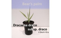 【ふるさと納税】ドラセナドラコ　Dracaena draco subsp.draco_栃木県大田原市生産品_Bear‘s palm