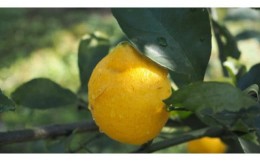 【ふるさと納税】小豆島産有機レモン果実 1kg(約12個)・有機JAS認証・国産オーガニックレモン・無農薬