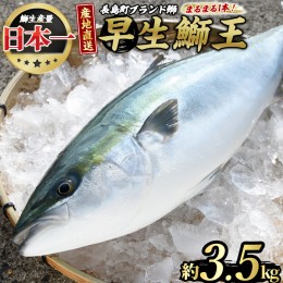 【ふるさと納税】テレビで紹介されました！長島町特産「鰤王」早生鰤王ラウンド(約3.5kg・まるごと1本)【JFA】jfa-1227