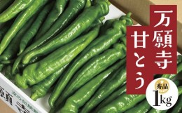 【ふるさと納税】【2024年7月〜発送】 万願寺甘とう 1kg 【 国産 旬 季節の野菜 詰め合わせ 京のブランド産品 京野菜 万願寺 まんがんじ 