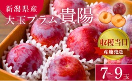 【ふるさと納税】プラム 貴陽 7~9玉 収穫当日出荷 冷蔵便 大玉 すもも 皮ごと フルーツ 果物 おやつ デザート 希少品種 産地直送 新潟県 