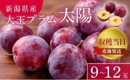 【ふるさと納税】プラム 太陽 9~12玉 収穫当日出荷 冷蔵便 大玉 すもも 皮ごと フルーツ 果物 おやつ デザート 産地直送 新潟県 新潟