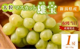 【ふるさと納税】雄宝 1房 約1~1.2kg 収穫当日出荷 大粒 マスカット ぶどう フルーツ 果物 皮ごと食べられるぶどう 新品種 種なし シャイ