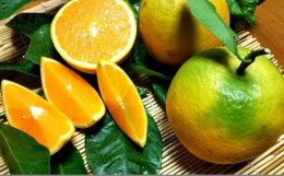 【ふるさと納税】212. 【数量限定】有田市生まれのバレンシアオレンジ（約5kg）(A212-1)