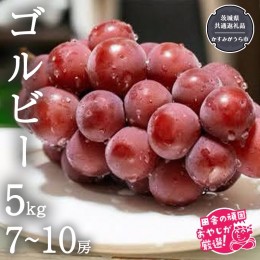 【ふるさと納税】ゴルビー 5kg (7〜10房) 【令和6年9月より発送開始】（茨城県共通返礼品：かすみがうら市産） ぶどう ブドウ 葡萄 果物 