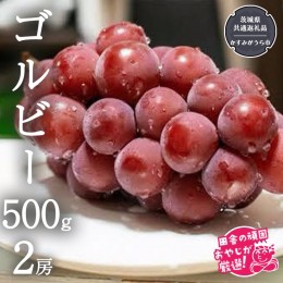 【ふるさと納税】ゴルビー 500g ×2房【令和6年9月より発送開始】（茨城県共通返礼品：かすみがうら市産） ぶどう ブドウ 葡萄 果物 フル