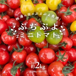 【ふるさと納税】プチぷよ ミニトマト 合計約2kg （約200g × 10パック） トマト ミニトマト プチぷよ 新鮮 美味しい 野菜 [J009-NT]