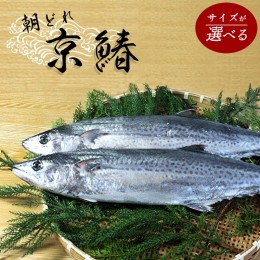 【ふるさと納税】【12月から3月のみ発送】 漁連直送！！ 京鰆 1.5kg以上 特選京鰆 3kg以上 鮮魚 1尾 朝獲れ 直送 天然 新鮮 鮮度抜群 冷