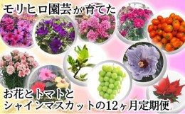 【ふるさと納税】モリヒロ園芸が育てたお花とトマトとシャインマスカットの12ヶ月定期便