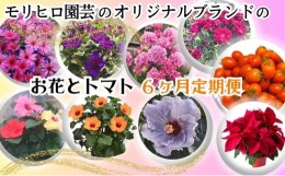 【ふるさと納税】モリヒロ園芸のオリジナルブランドのお花とトマト6ヶ月定期便