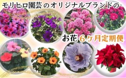 【ふるさと納税】モリヒロ園芸のオリジナルブランドのお花6ヶ月定期便