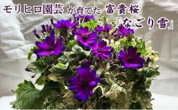 【ふるさと納税】モリヒロ園芸が育てた富貴桜「なごり雪」