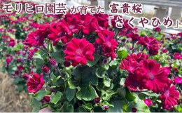 【ふるさと納税】モリヒロ園芸が育てた富貴桜「さくやひめ」