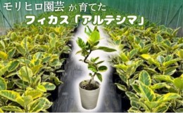 【ふるさと納税】モリヒロ園芸が育てたフィカス「アルテシマ」