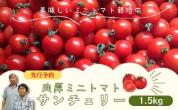 【ふるさと納税】【 先行予約 】 ミニトマト サンチェリー 1.5kg 7月発送 トマト とまと プチトマト 新鮮 野菜 農家直送 1キロ おすすめ 