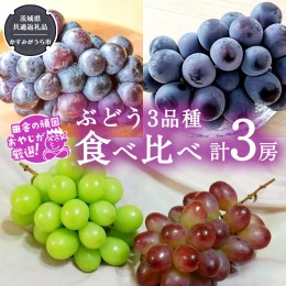 【ふるさと納税】ぶどう3品種食べ比べ（各１房ずつ）【令和5年8月より発送開始】（茨城県共通返礼品：かすみがうら市産） ブドウ 葡萄 果