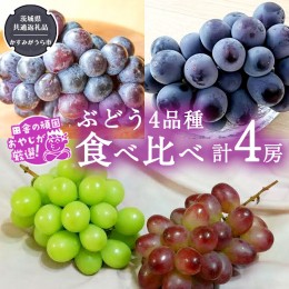 【ふるさと納税】ぶどう4品種食べ比べ（各１房ずつ）【令和5年8月より発送開始】（茨城県共通返礼品：かすみがうら市産） ブドウ 葡萄 果