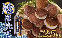 【ふるさと納税】生きたまま送る 活ほたて（ベビーホタテ） 約2.5kg 【太平丸】 ホタテ ほたて 帆立 活ホタテ 生ほたて 生ホタテ 刺身 半