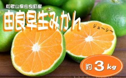 【ふるさと納税】【先行予約】和歌山由良町産 由良早生みかん 約3kg 訳あり キズ 御家庭用 サイズ混合