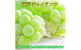 【ふるさと納税】紀州かつらぎ山の瀬戸ジャイアンツ 約2kg ※2024年8月下旬〜9月上旬頃に順次発送予定(お届け日指定不可)